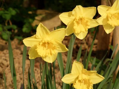 Spring yellow flower photo