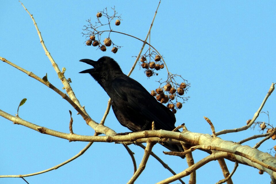 Jungle crow crow karnataka