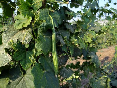 Trellis climber vegetable