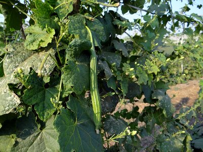 Trellis climber vegetable photo