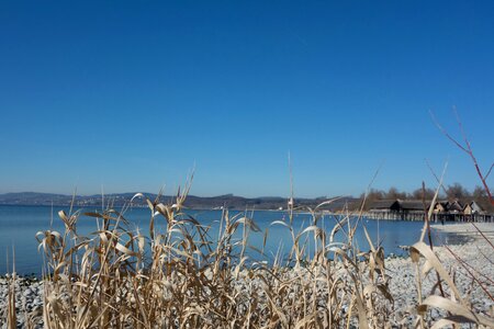 Water beach reed