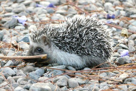 Hedgehog cute prickly