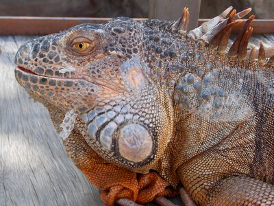Iguana reptile lizard