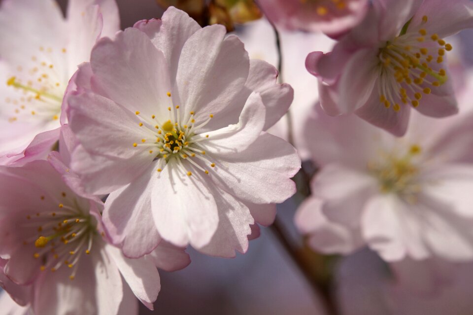 Spring blossom close up photo