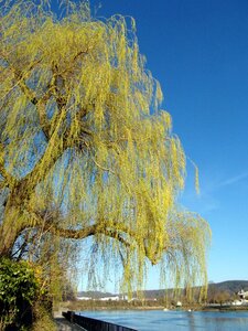 Lime green new weeping willow photo