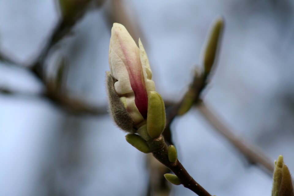 Tree pink flowers