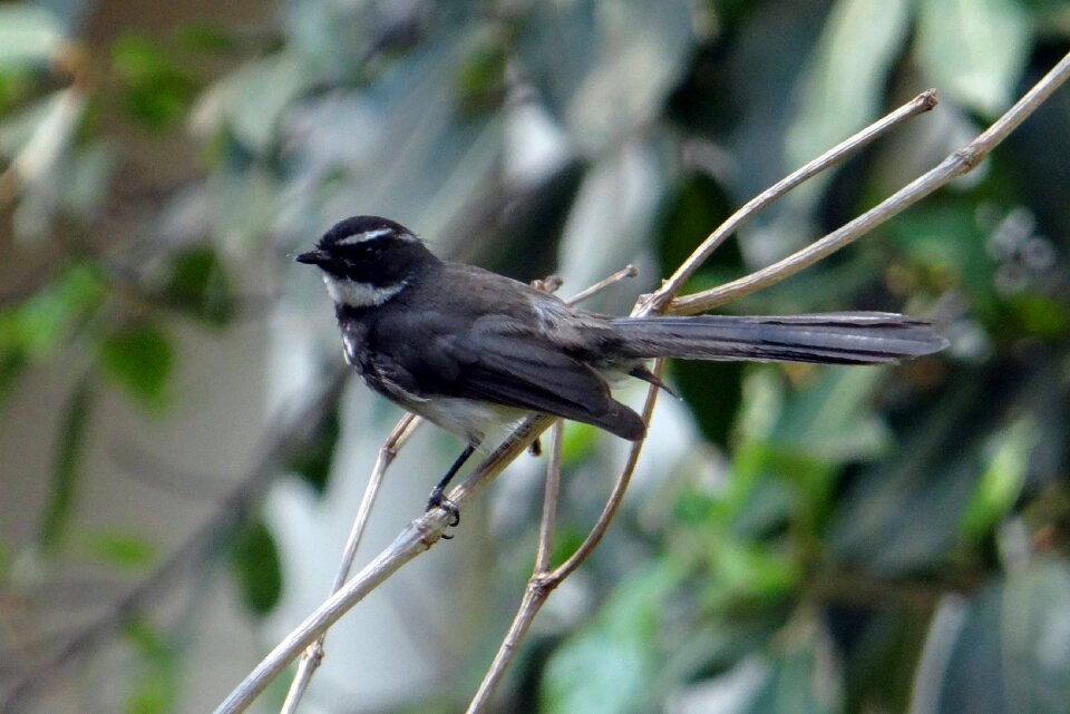 Insectivorous passerine dharwad