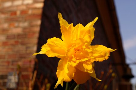 Blossom bloom yellow