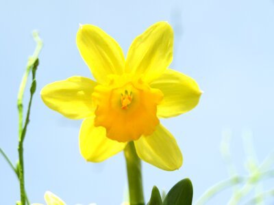 Narcissus daffodil yellow photo