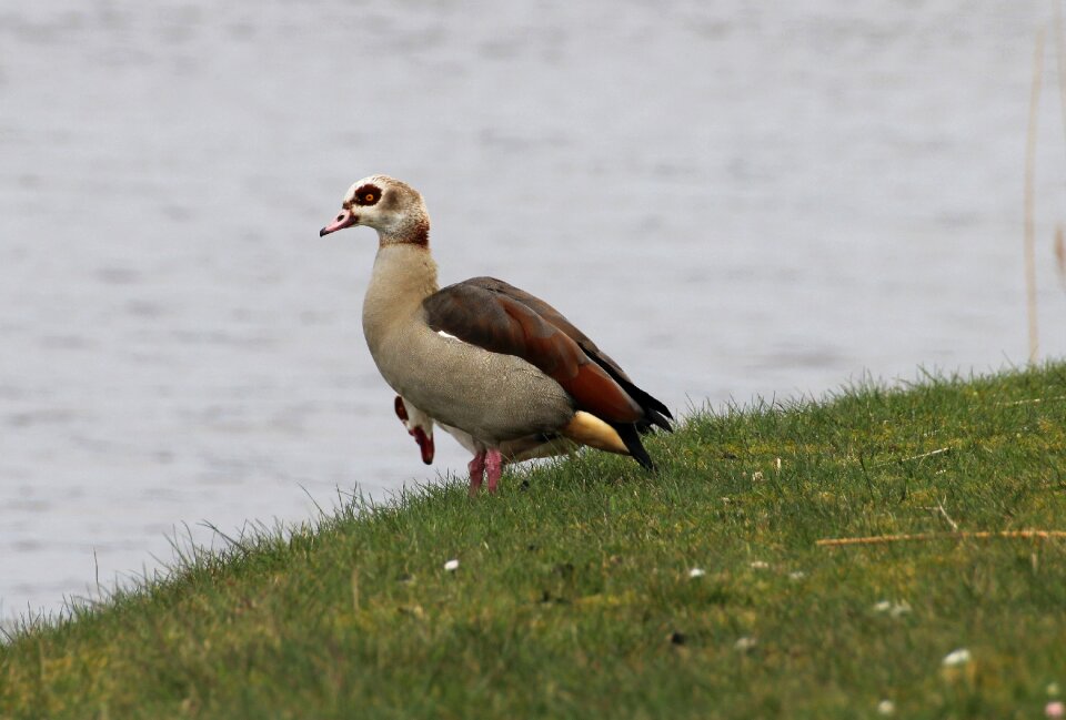 Geese wild geese wild goose