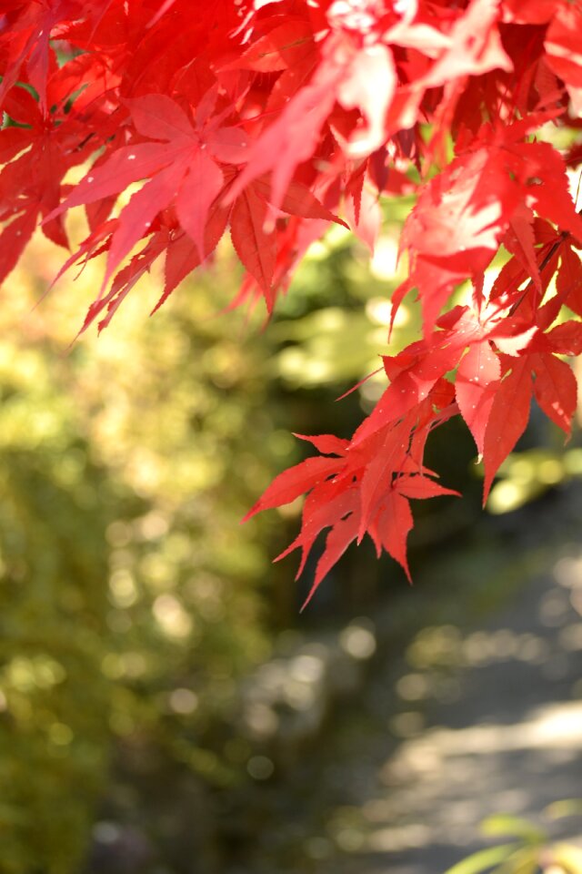 Autumnal leaves maple agano