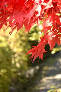 Autumnal leaves maple agano