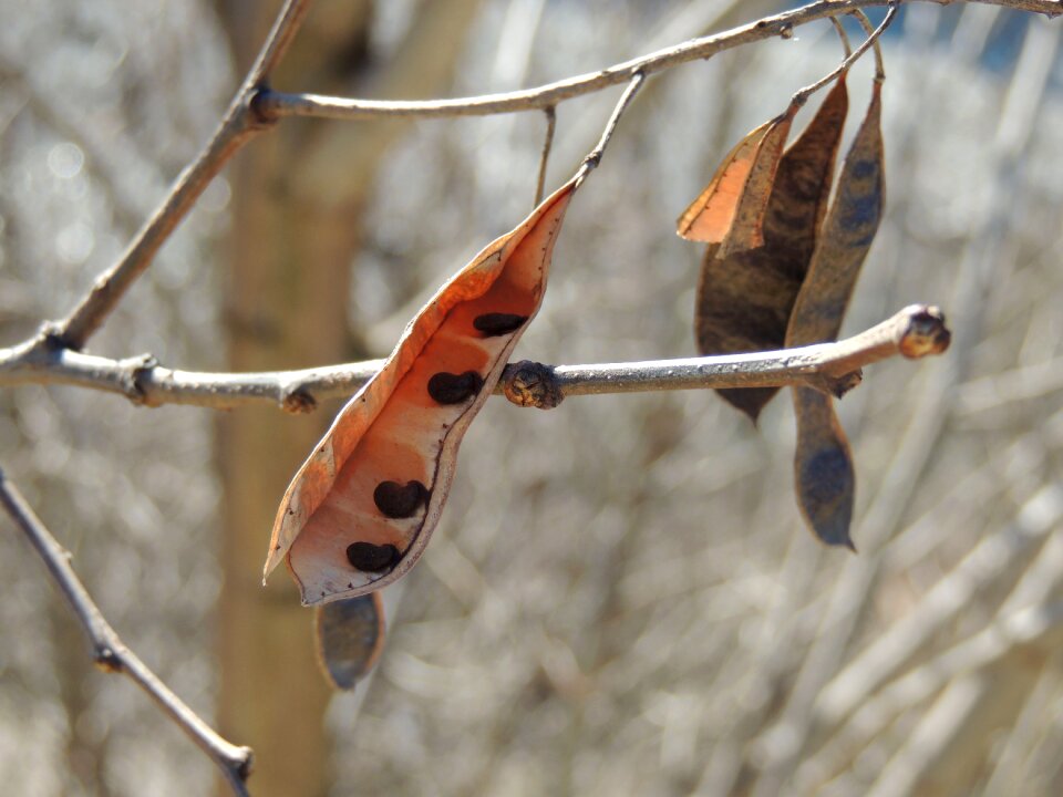 Cores plant cashew nut