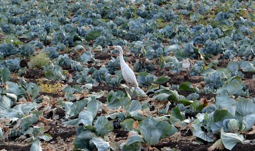 Residual cattle egret india