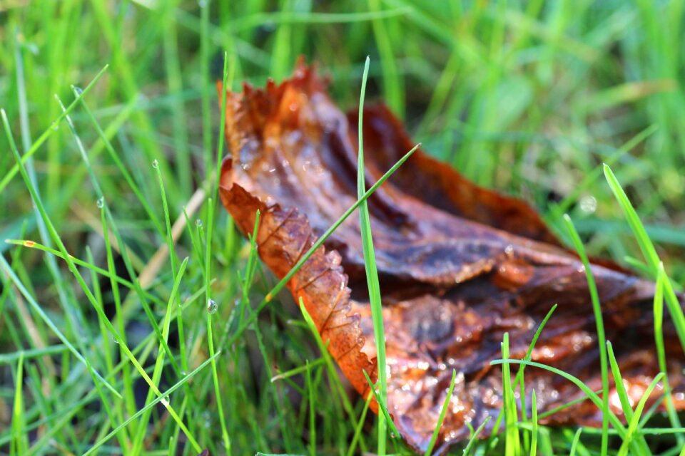 Halm meadow autumn