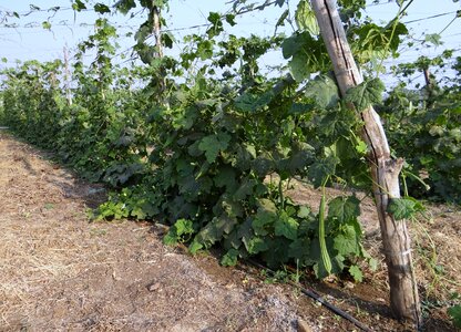 Trellis climber vegetable photo