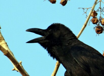 Jungle crow crow karnataka
