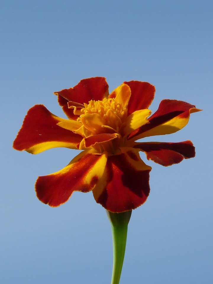 Flower colorful color