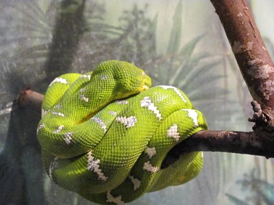 Snake amazon tree boa colorful photo