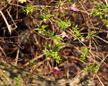 Purple hummel flying photo