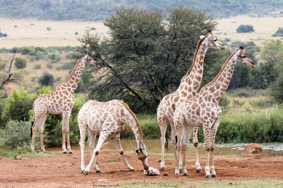 Safari giraffe africa