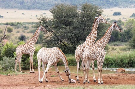 Safari giraffe africa