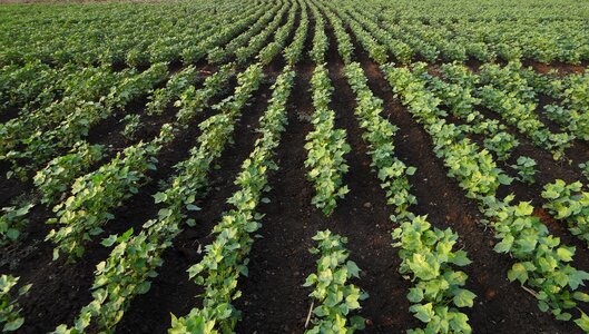 Plants agriculture black soil