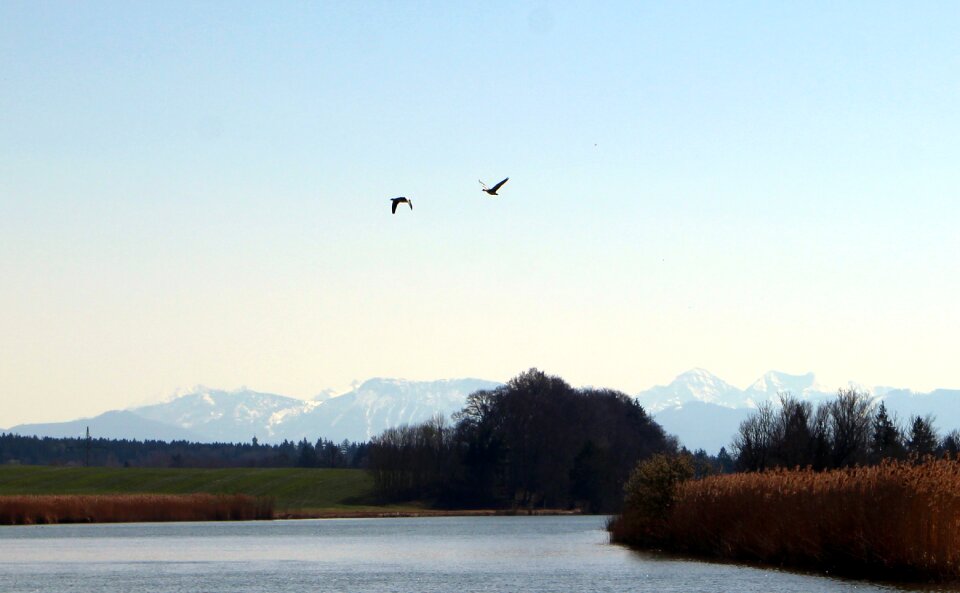 Flying migratory birds water