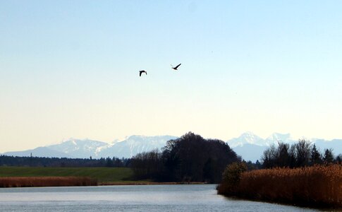 Flying migratory birds water