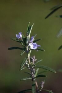 Spring purple flowers herb