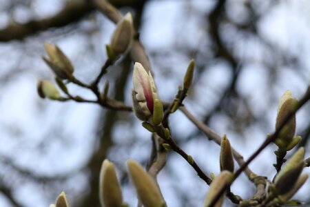 Tree pink flowers photo