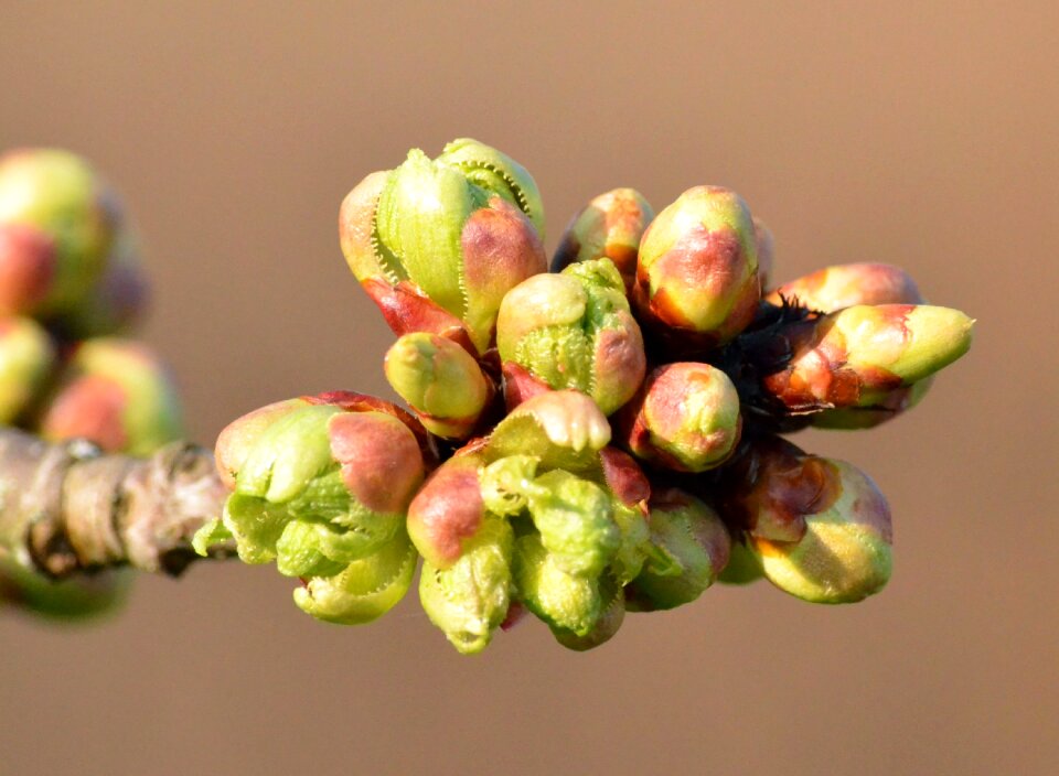 Cherry bud close up nature