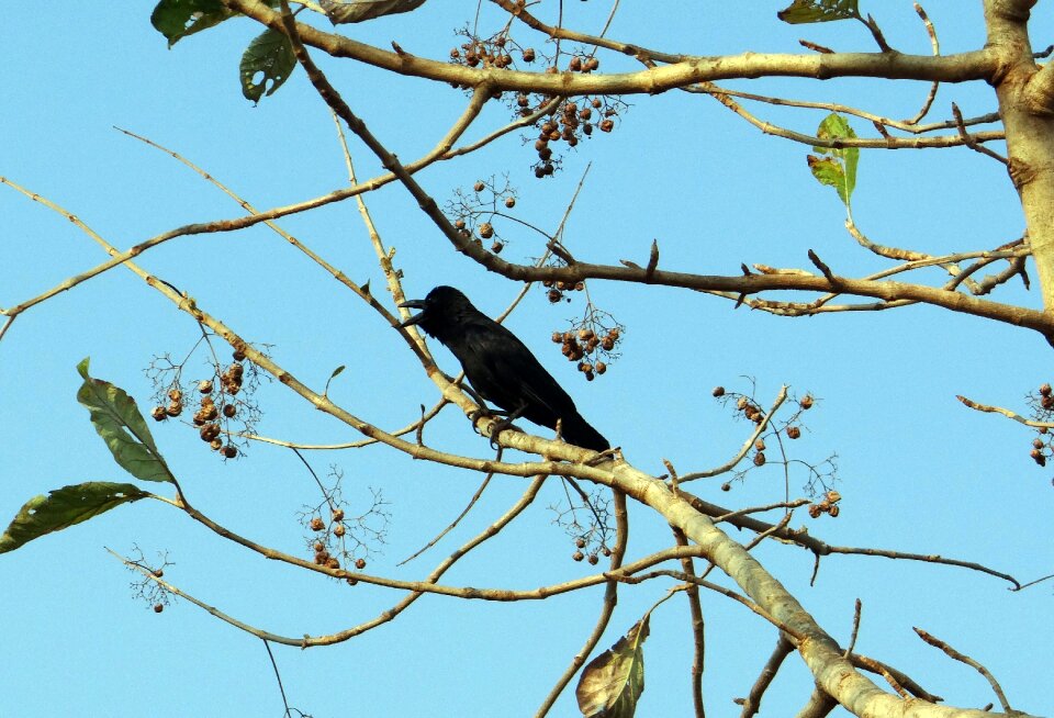 Jungle crow crow karnataka