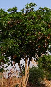 Flora pongamia pinnata indian beech tree