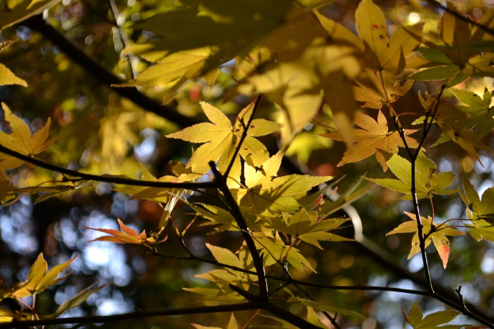 Autumnal leaves maple agano