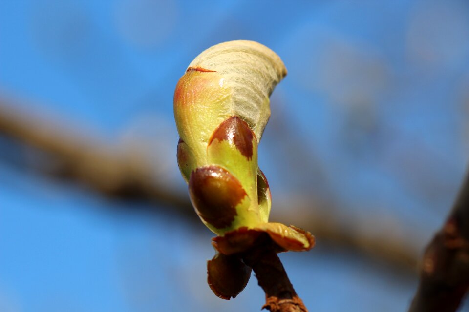 Leaves bud branch
