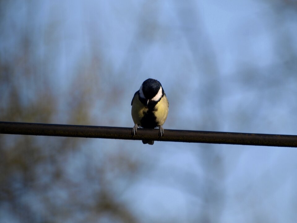 Tit bird Free photos