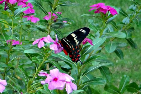 Swallowtail butterfly dharwad india