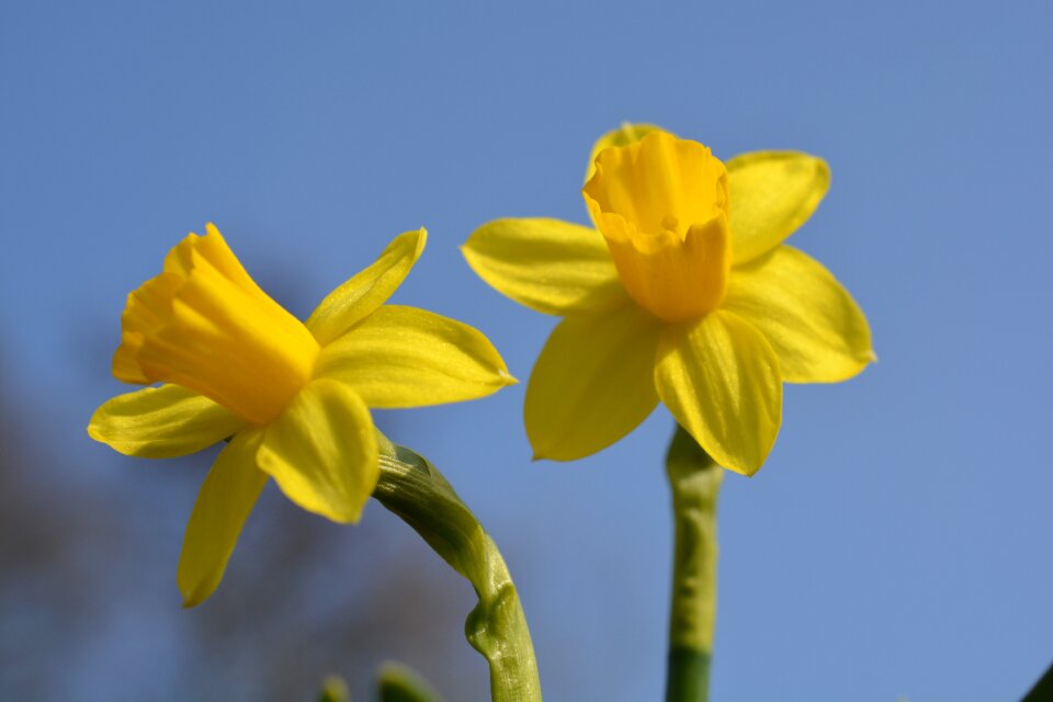 Narcissus daffodil flower