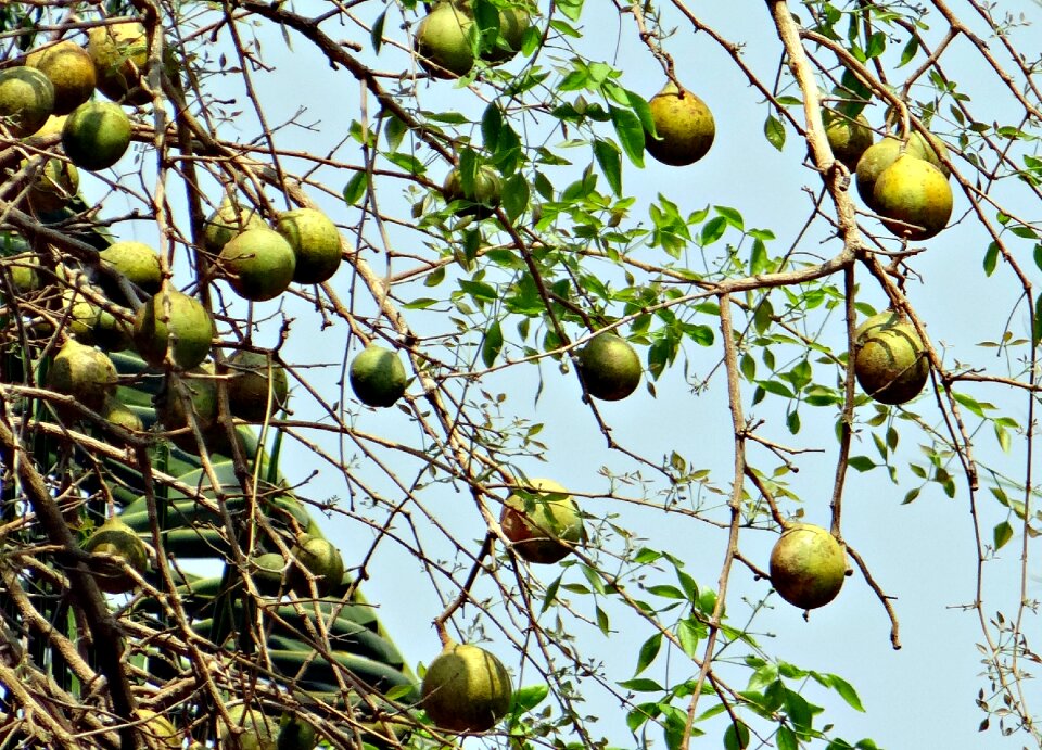Bengal quince golden apple stone apple