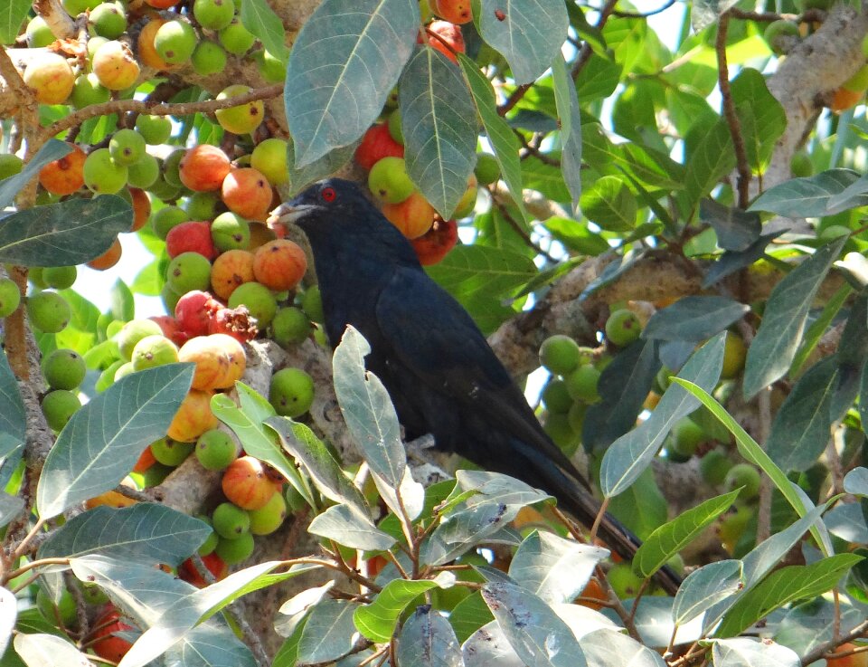 Male fig tree fig
