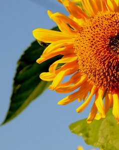 Sunflower flowers nature