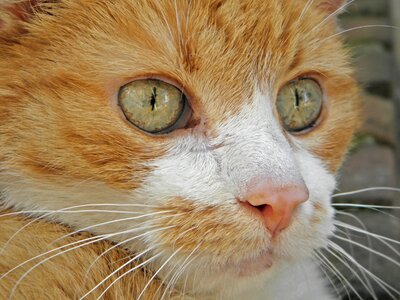 Out domestic cat curious photo