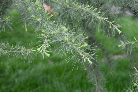 New leaves sprouting spring