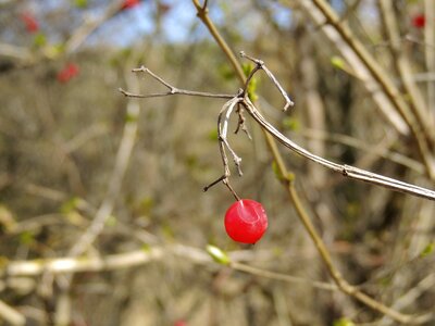 Bush plant nature