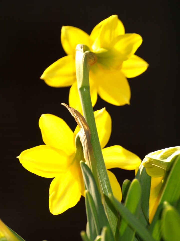Stengel yellow flower