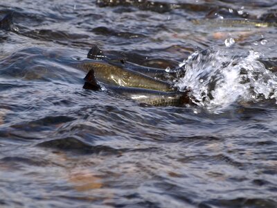 Salmon water river