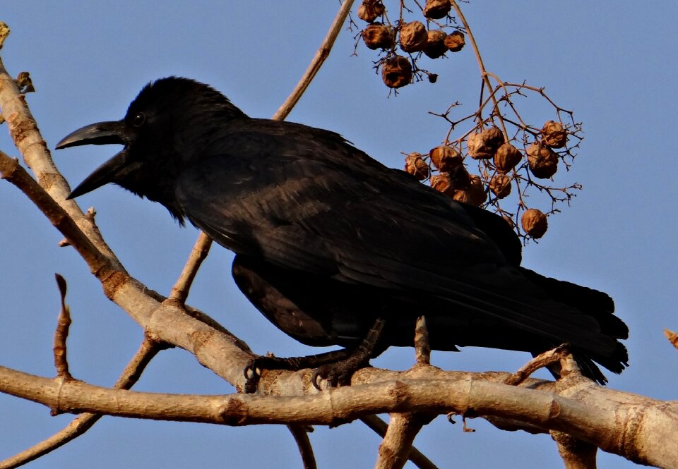Jungle crow crow karnataka