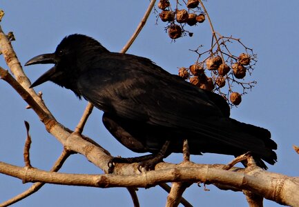 Jungle crow crow karnataka photo