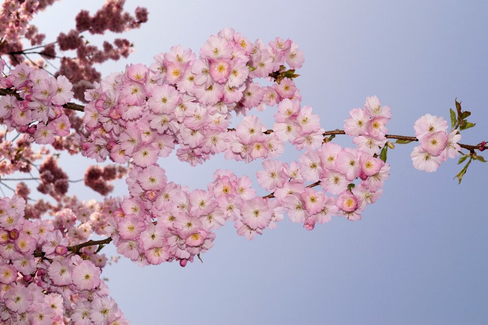 Ornamental cherry tree pink